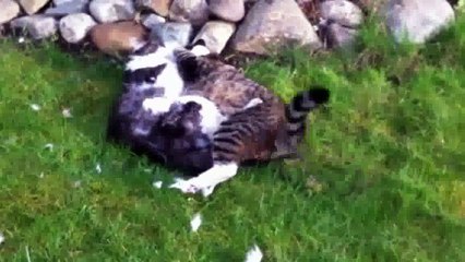 Unbelievable Cat Fight HD 1080P