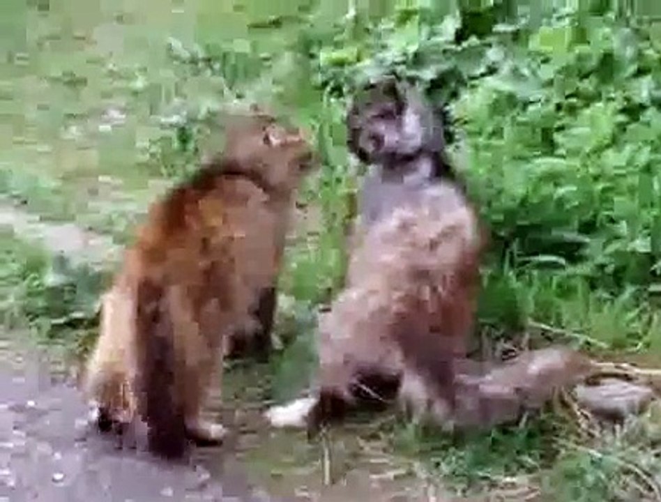 Epic Cat Fight