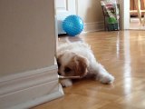 Adorable Puppy don't know what to do with a doorstop