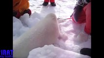 Baby Seal - Yavru Fok balığı