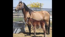 FOR SALE: BUCKSKIN OR BAY COLT FAST & ATHLETIC & BEAUTIFUL