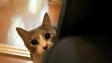 Самый внезапный кот в мире