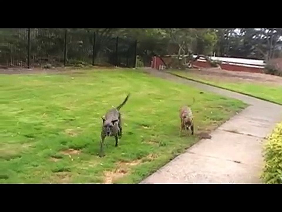 Dutch Shepherd Attacks Pitbull!