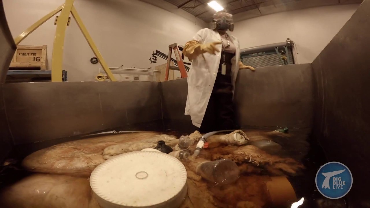 Scientists preserved a Blue Whale's giant Heart! The Biggest Heart Ever