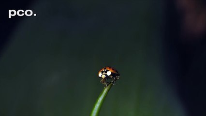 Uğur Böceğinin Muhteşemliğine Ağır Çekimde Tanıklık Edin