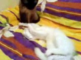 siamese cat cleaning turkish angora cat