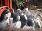 PAKISTANI  PIGEONS YOUNG BIRDS  2010