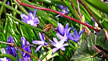 early spring flowers and bees in slow motion