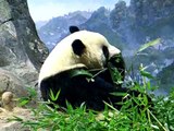 Panda Tai Shan eating bamboo