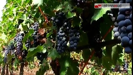 TGSRVago 20 trani bracciante morta indagato autista