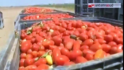 TGSRVago 20 caporalato il risveglio dei politici