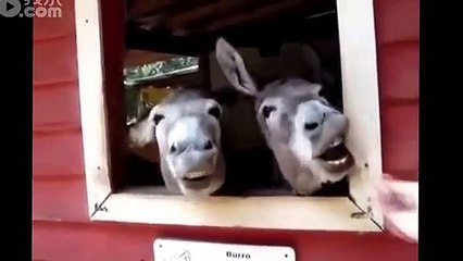 動物ハプニング2（金子涼平選）