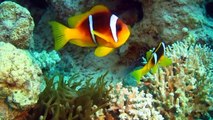 DIVERS CORALS AND COLORFUL  FISH IN RED SEA
