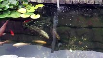 Feeding my Koi pond fish comments/advice welcome