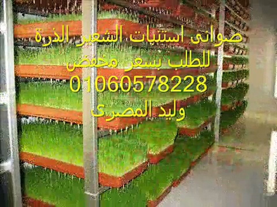صوانى اطباق استنبات الشعير اطباق استنبات الشعير مبادرة فكرتى 010608228