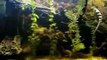 Big Fish Tank 300 Gallons with Cichlids by Ponds And Plants