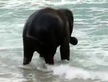 Lorsque ce bébé éléphant voit l'océan, sa réaction est géniale