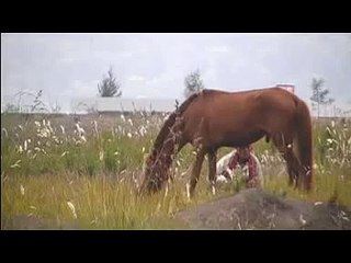 How to circumcise a horse