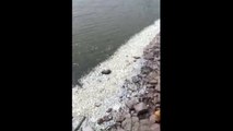 Thousands of dead fish wash up close to Tianjin