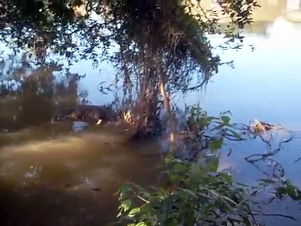 Matança de capivaras em Guaratinguetá.