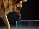 How Dog Drink Water In Ultra Slow Motion