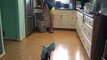 Cat Cleans Kitchen On A Roomba