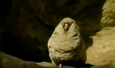 Hilarant : Un mouton ayant perdu son troupeau, retrouvé 6ans plus tard avec 30kg de laine sur le dos