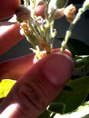 récupérer des graines de tabac