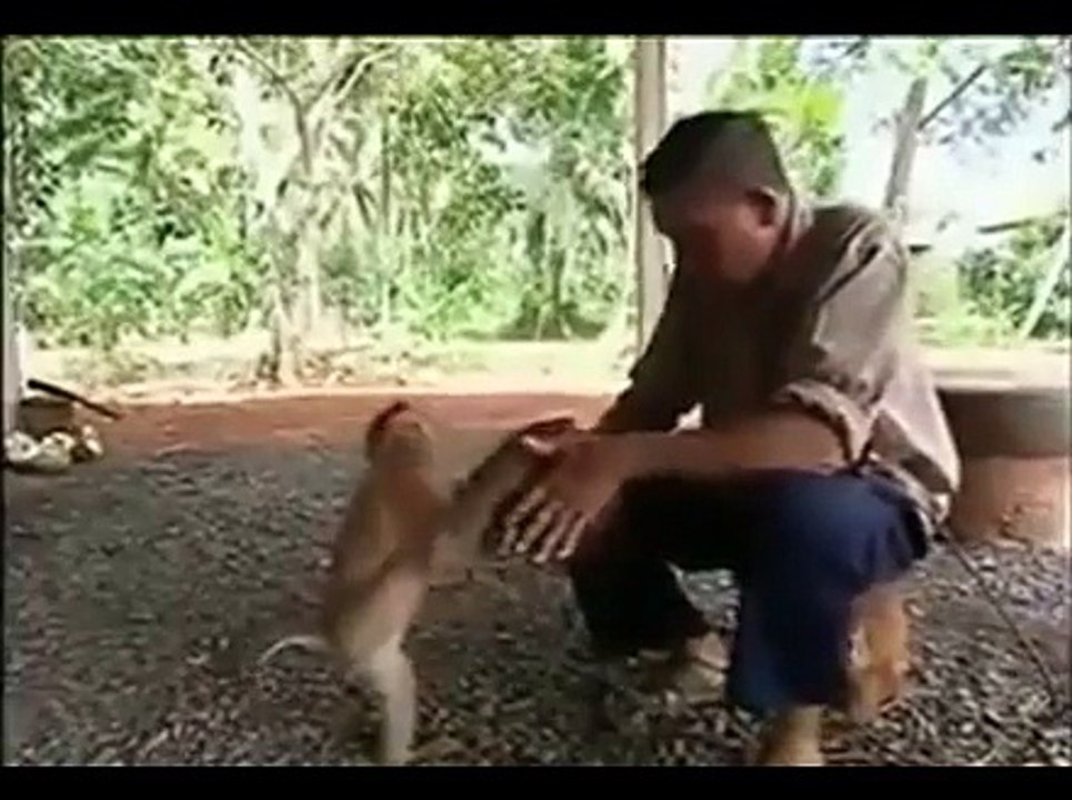 Very nice training monkey