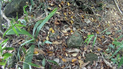 Nas praias de Ubatuba, em busca da vida, da felicidade,  da Natureza, dos mares, ,,,