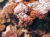 Scuba Diving-The Great Barrier Reef, Australia (Part 3)