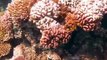 Scuba Diving-The Great Barrier Reef, Australia (Part 3)