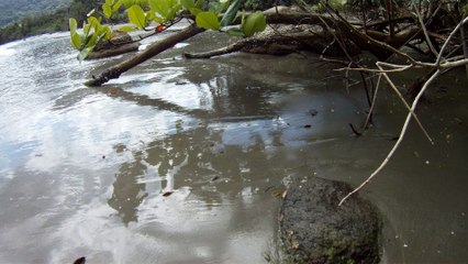 Nas praias de Ubatuba, em busca da vida, da felicidade,  da Natureza, dos mares, ,,,