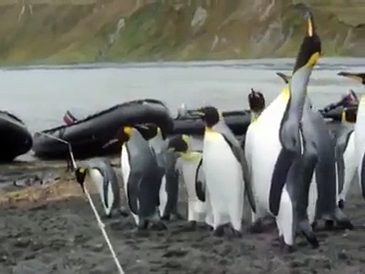 ⁣Penguins Vs The Rope - Too Funny!