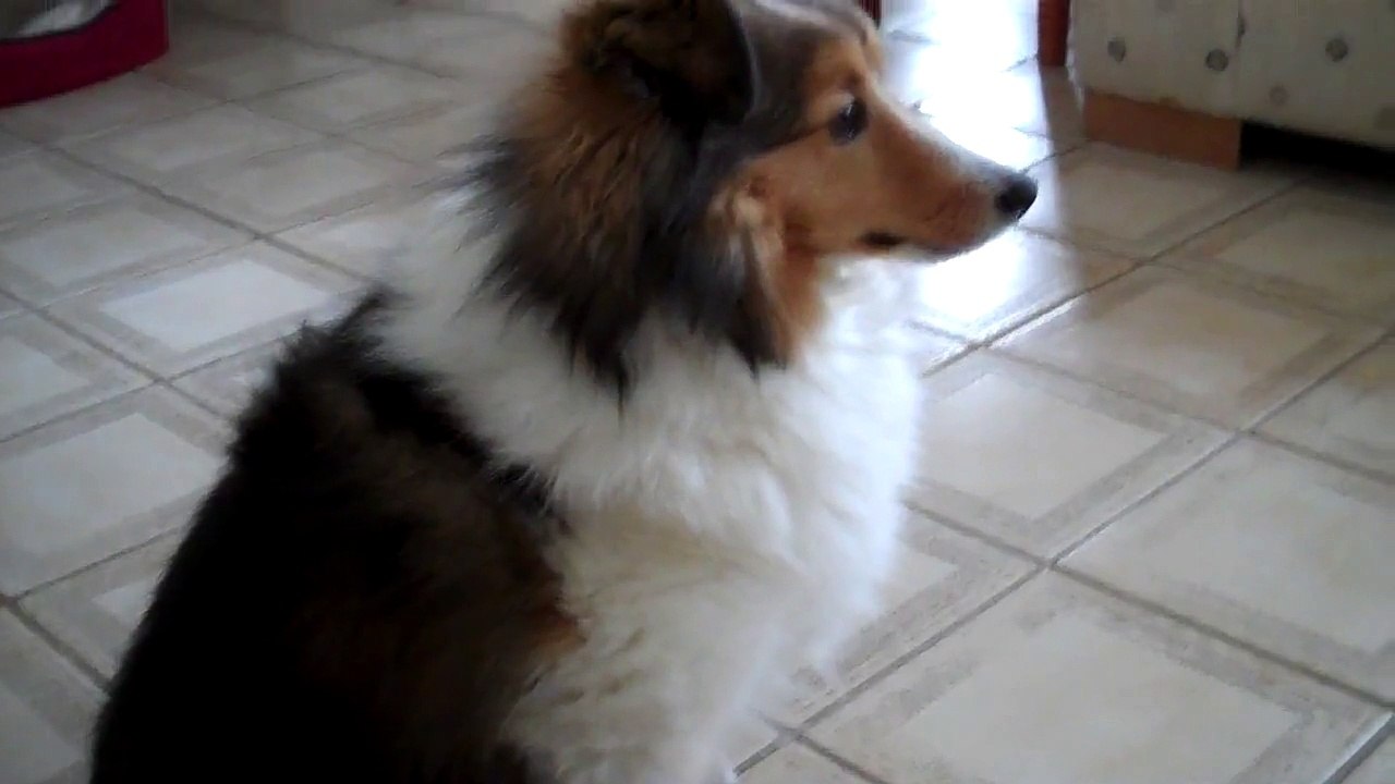 Cookie, the Shetland Sheepdog