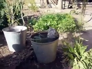 Heat smart cat who found the solution