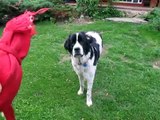 Nahla the Landseer Plays with her Squeaky Toy