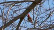 Male Northern Cardinal Singing Birdie Birdie Birdie