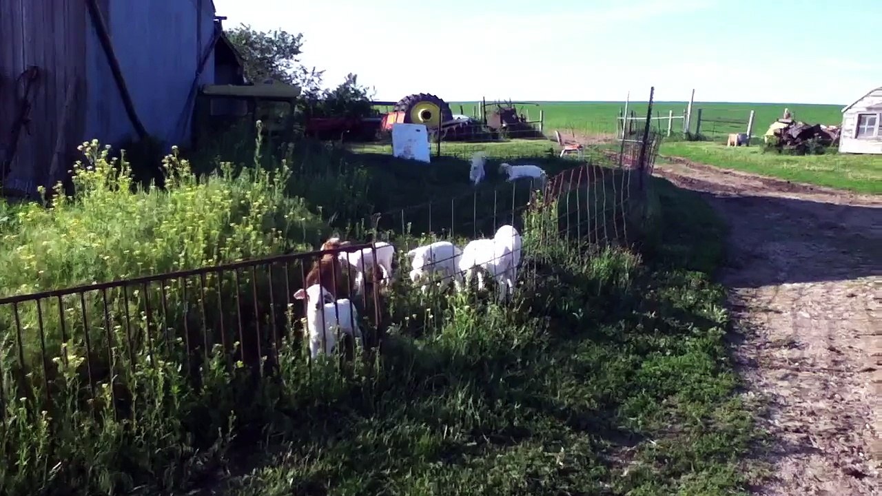 Bouncing baby sheep