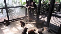 37 BURMESE CATS OF INLE LAKE, BURMA MYANMAR