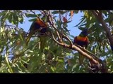 AUSTRALIA's WILD PARROTS & COCKATOOS - PBS SPECIAL - Part 1 of 2