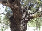 Empelt d'Olivera-Injerto en Olivo-Grafting on Olive Tree