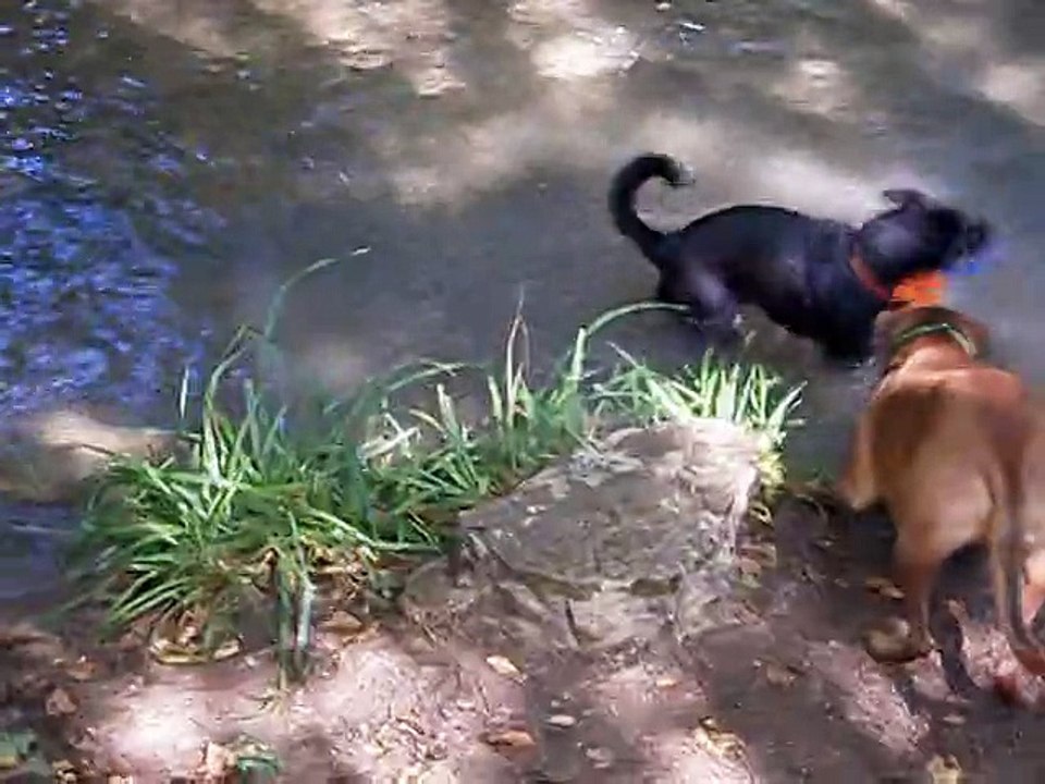 Eros et Lily le 20-08-2015 n° 1