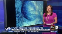 Puppy rescued from sewer piple in Phoenix