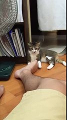 Un chat sent des pieds qui puent