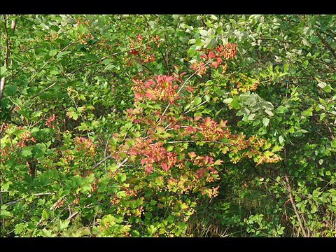 Cranberry Viburnums... A Birding Favorite