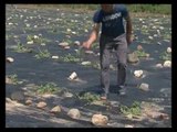 Breshëri shkatërron të mbjellat në Batincë