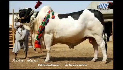Qurbani Bull heavey Cattle Farm 2015