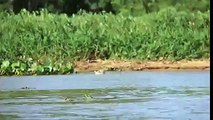 فيديو صادم  فهد يصطاد تمساح بطريقة رائعة لن تصدق ما ستشاهده