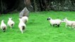 Des moutons et un parapluie : nouveau sport anglais!
